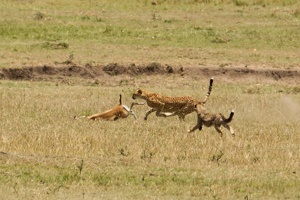 cheetah